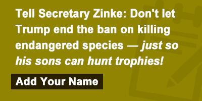 Tell Secretary Zinke: Don't let Trump end ban on killing endangered species so his sons can hunt trophies!